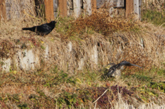 4542tm カラスと対峙している鳥は何でしょうね