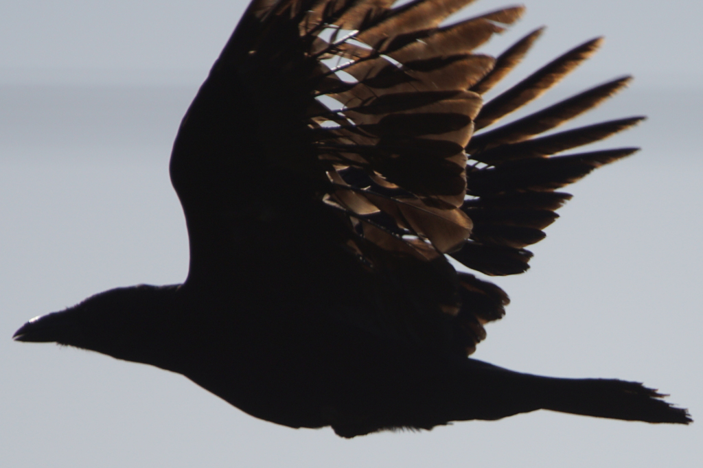 0281t 　透け透け