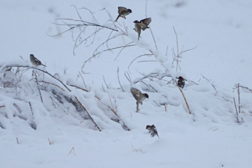 3451tm 雪の中のスズメ-1