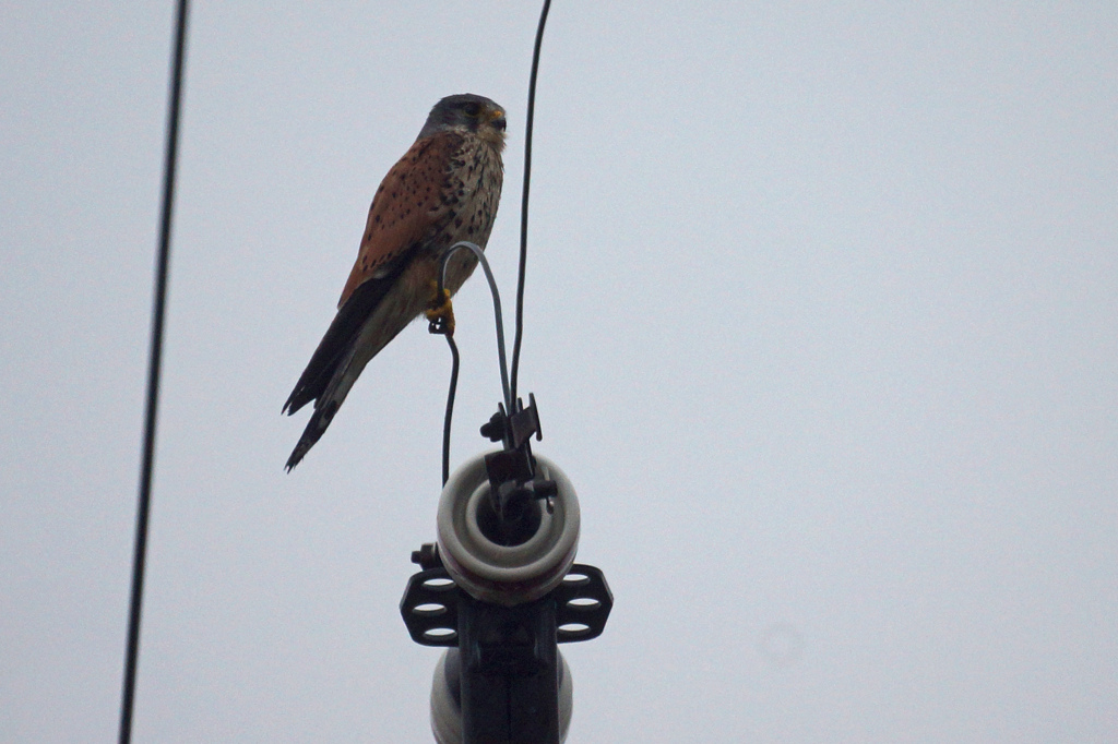 6092tm チョウゲンボウ