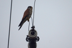 6092tm チョウゲンボウ