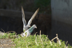 5413t　ハトの場合-1