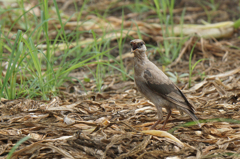 6567tm 君はだぁれ-2