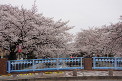 1304m　一宮市の桜