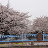 1304m　一宮市の桜