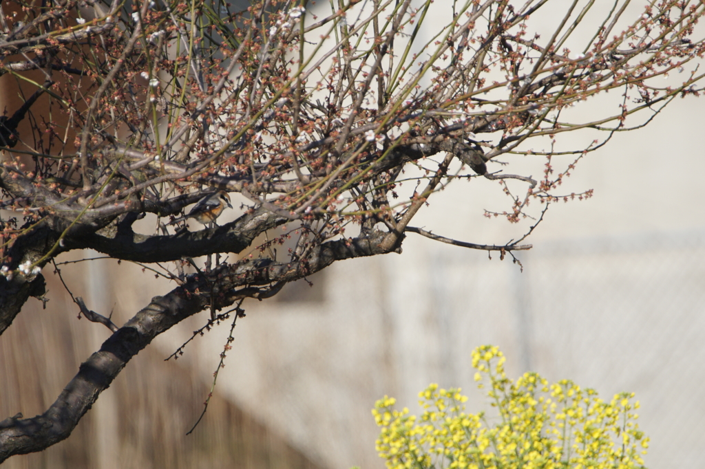 1369　モズはどこだ