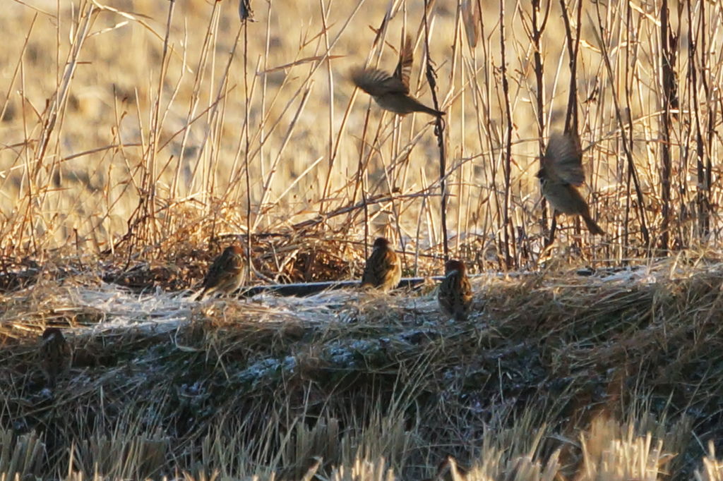 4818tm スズメたちの朝