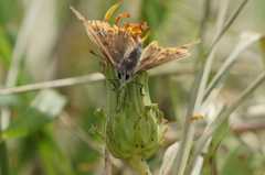 1534　花に化けた蝶