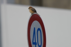 8716