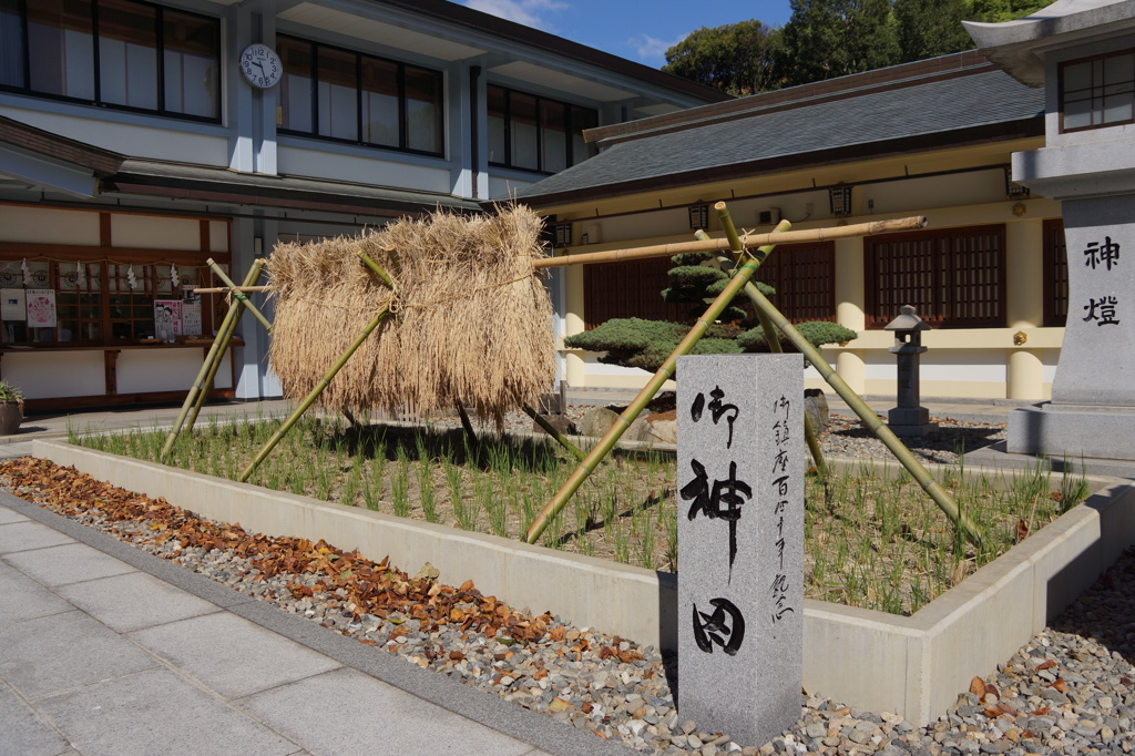 5484 愛知護国神社の御神田