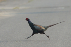 1560t 飛ぶように走る