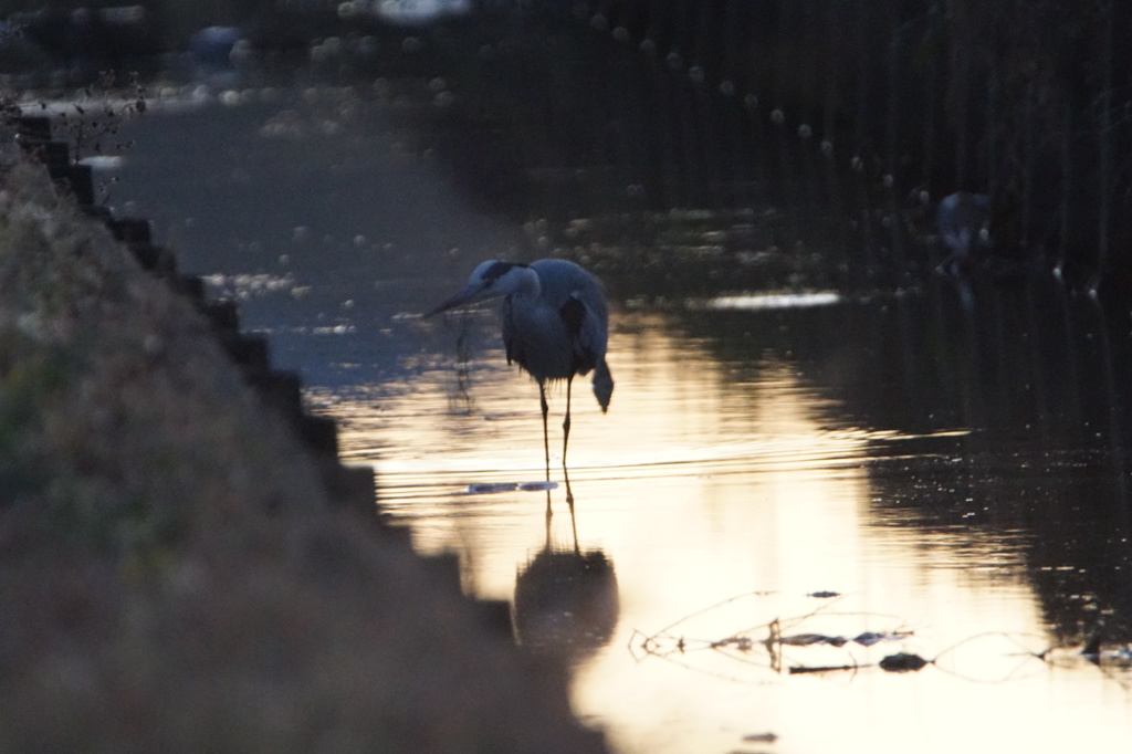 0188日の出前のアオサギ