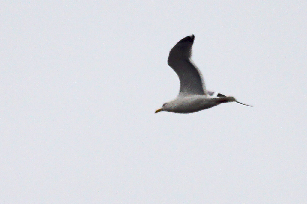 5244tm　この鳥は？-2