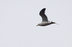 5244tm　この鳥は？-2