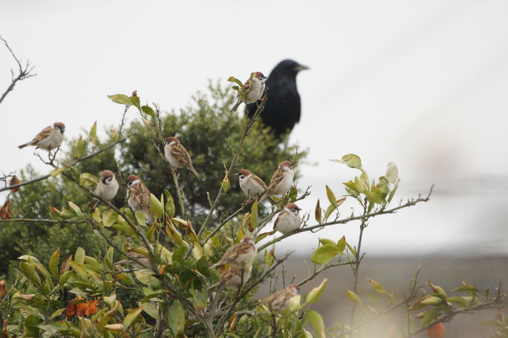 2996 カラスとスズメ
