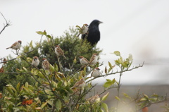 2996 カラスとスズメ