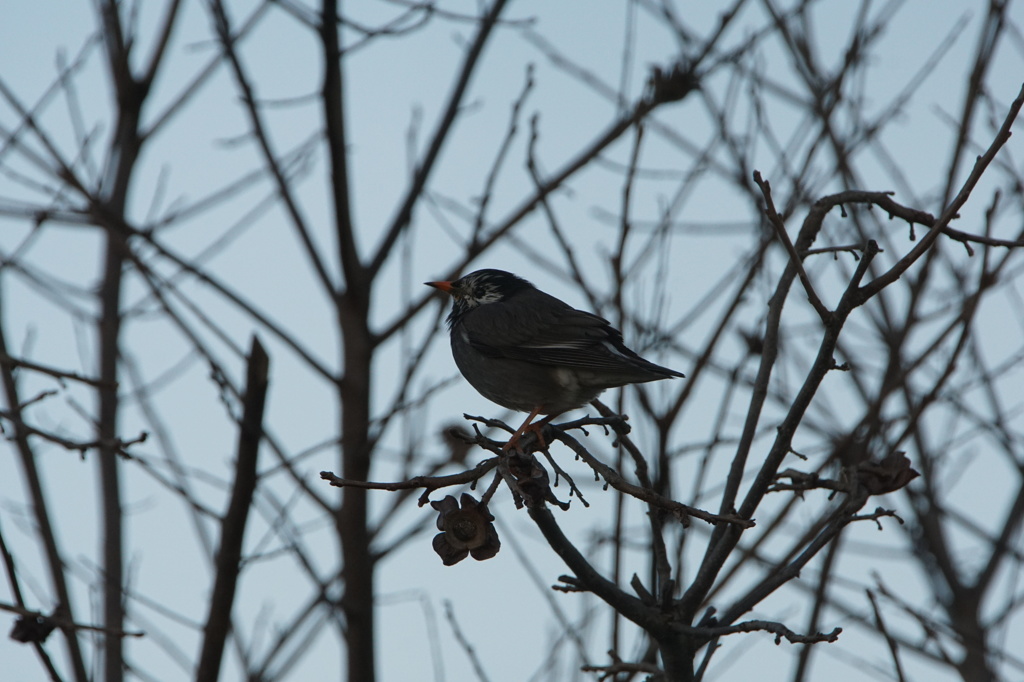 5445　散歩コースの被写体総出演-1