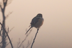 1609　夜明けのモズ