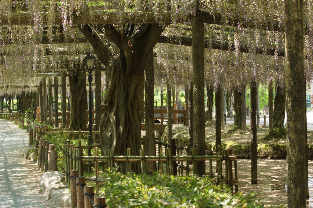 4591 本日の津島天王寺公園の藤
