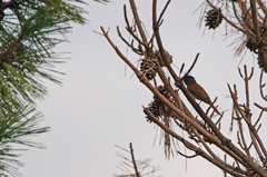 2066tm 君はだ～れ