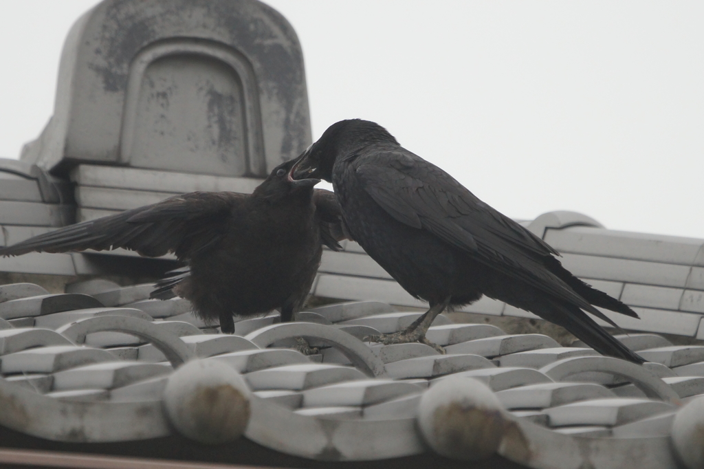 5650 カラスの給餌