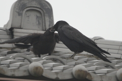 5650 カラスの給餌