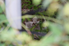 0391m 茂みの野良-2