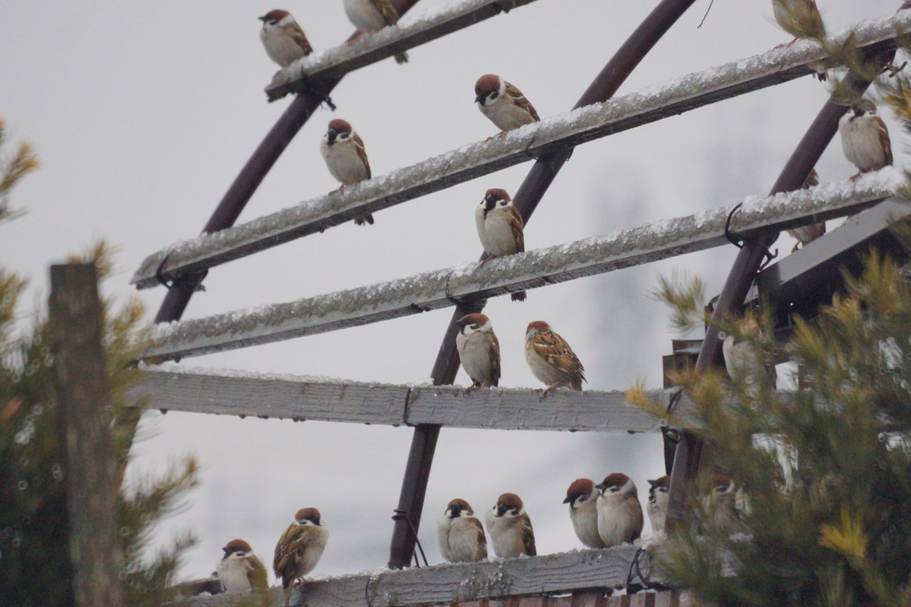 4682　雪後雨の朝