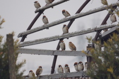 4682　雪後雨の朝