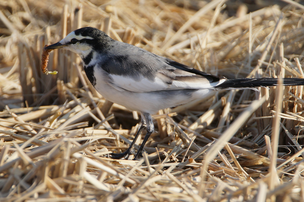 9196t 朝食ゲット