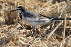 9196t 朝食ゲット