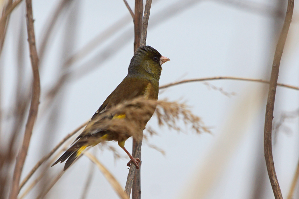 3805tm カワラヒワ