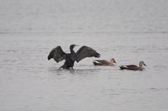 1384　木曽川の鳥たち