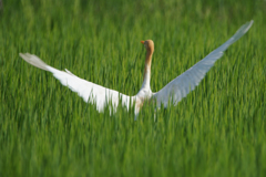 8243t