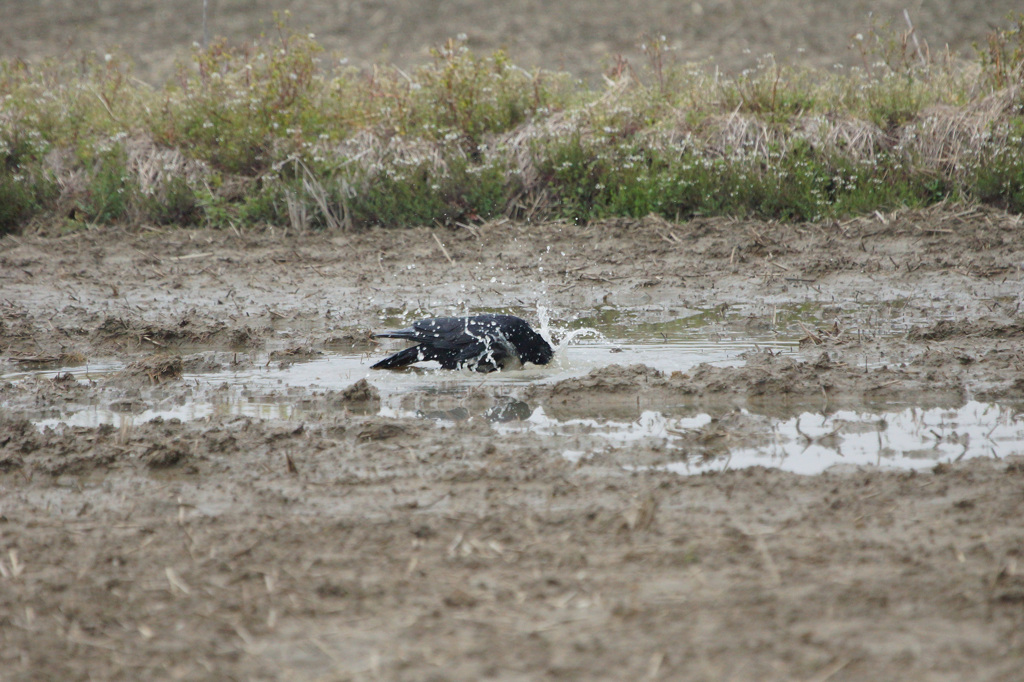3079 カラスの行水