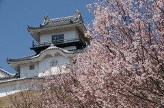 3304 掛川城の桜