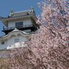 3304 掛川城の桜