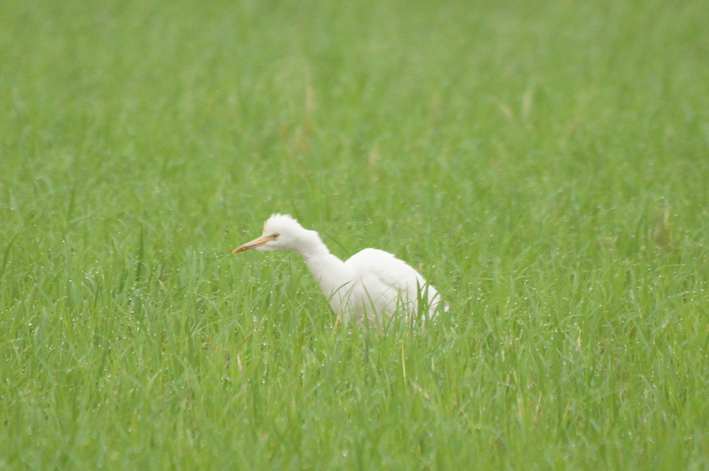 6997 この子もアマサギ？