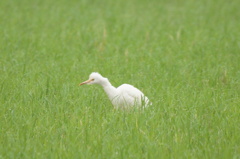 6997 この子もアマサギ？