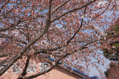 1178m 公民館の桜