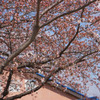 1178m 公民館の桜