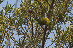 0793m ここだよ～と