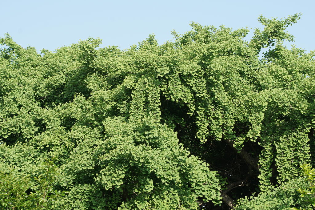 0873　この時期の銀杏