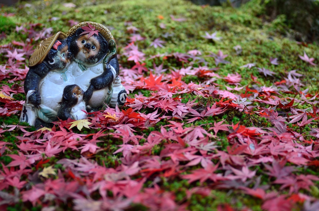 狸ちゃんたちの紅葉狩り