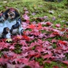 狸ちゃんたちの紅葉狩り