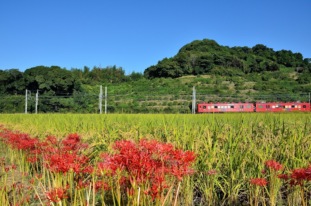 和歌山電鐵一人旅　5