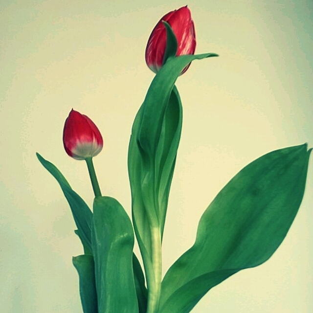 花の名