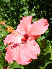 okinawa