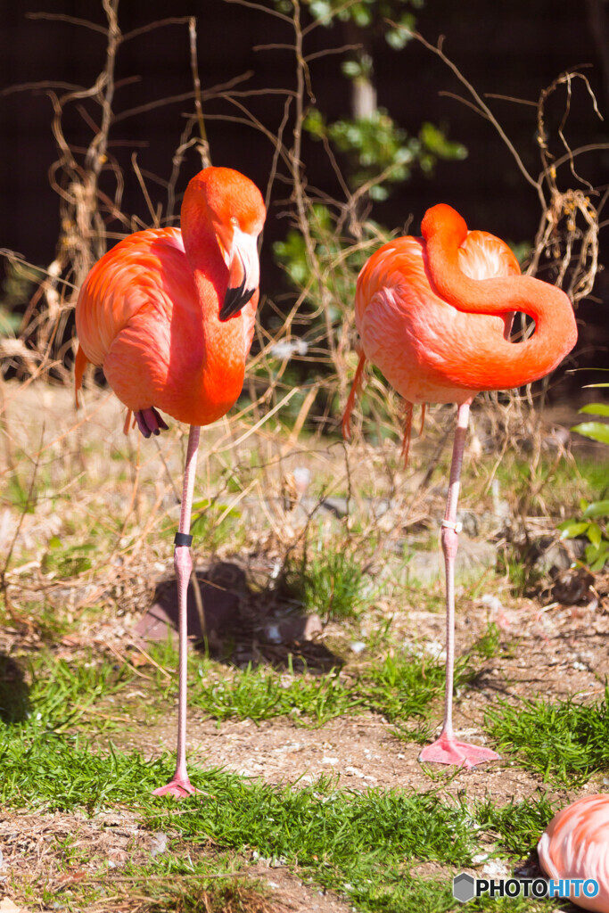 天王寺動物園