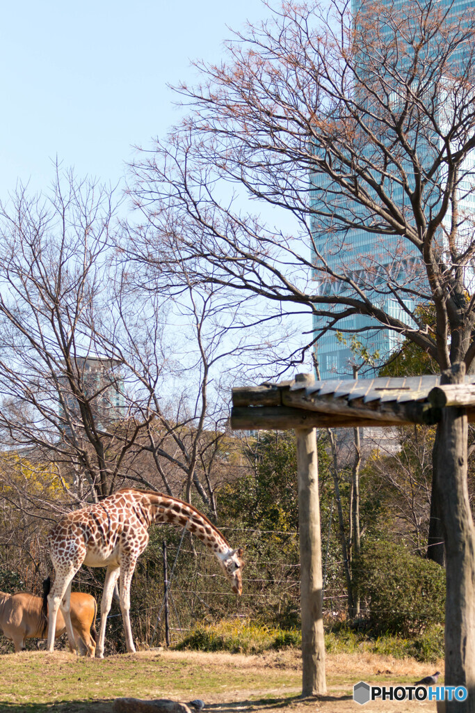 天王寺動物園